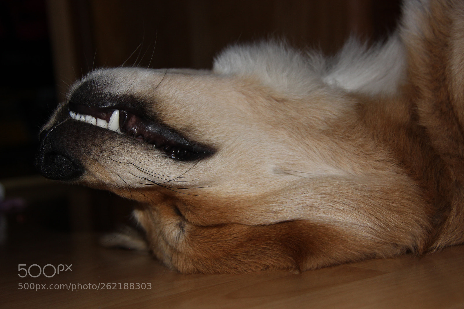 Canon EOS 600D (Rebel EOS T3i / EOS Kiss X5) sample photo. Dog is sleeping. head photography