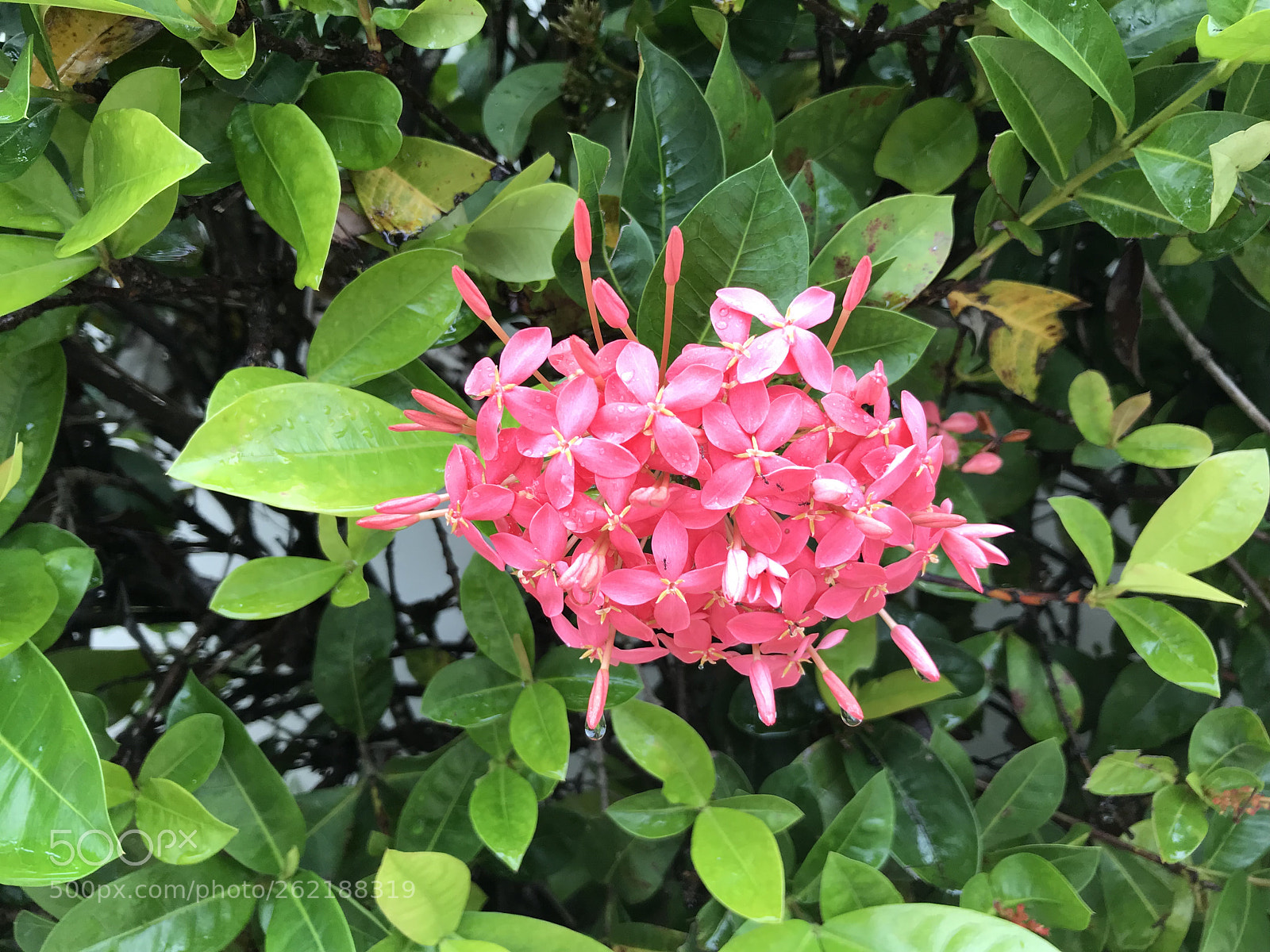 Apple iPhone 7 sample photo. Flowers 2 photography