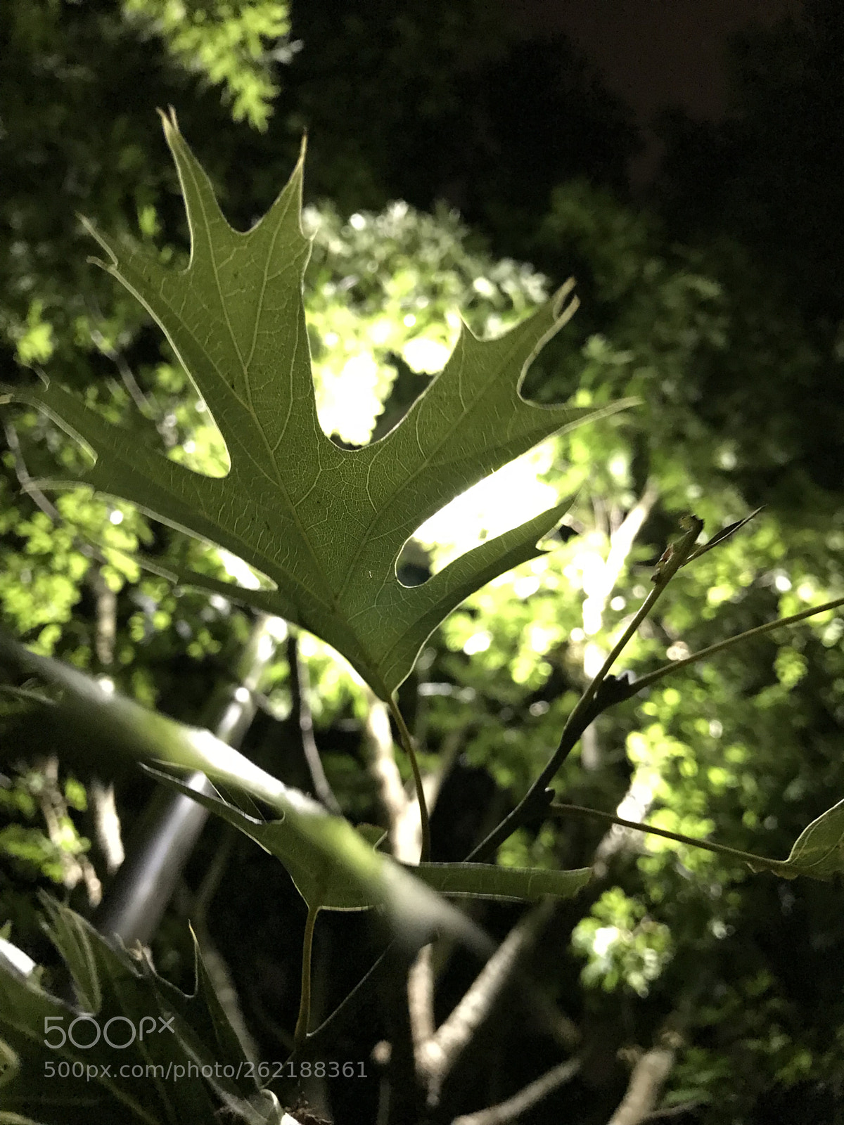 Apple iPhone 7 sample photo. Lonely nights photography
