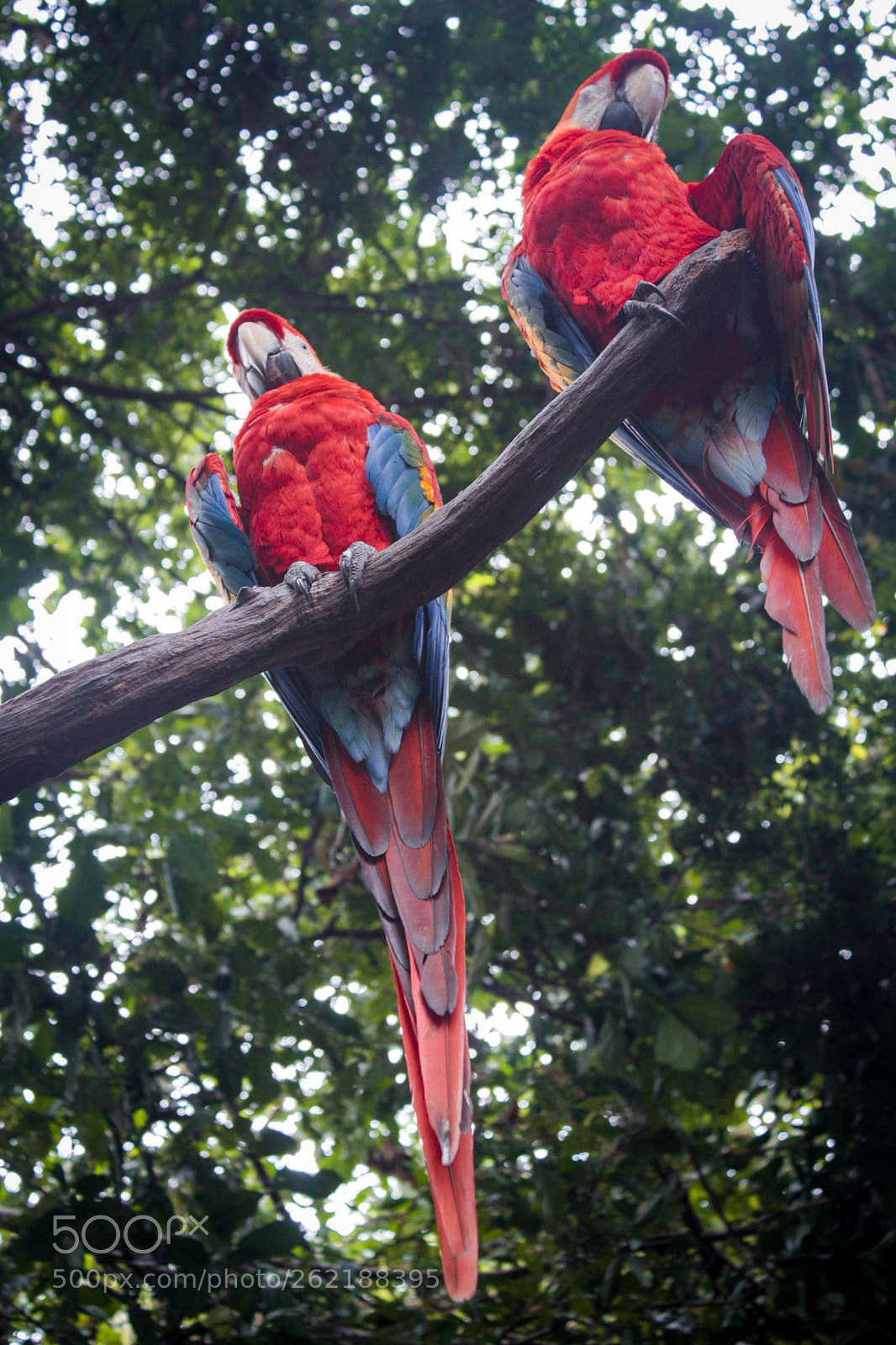Canon EOS 450D (EOS Rebel XSi / EOS Kiss X2) sample photo. Colorful wings photography