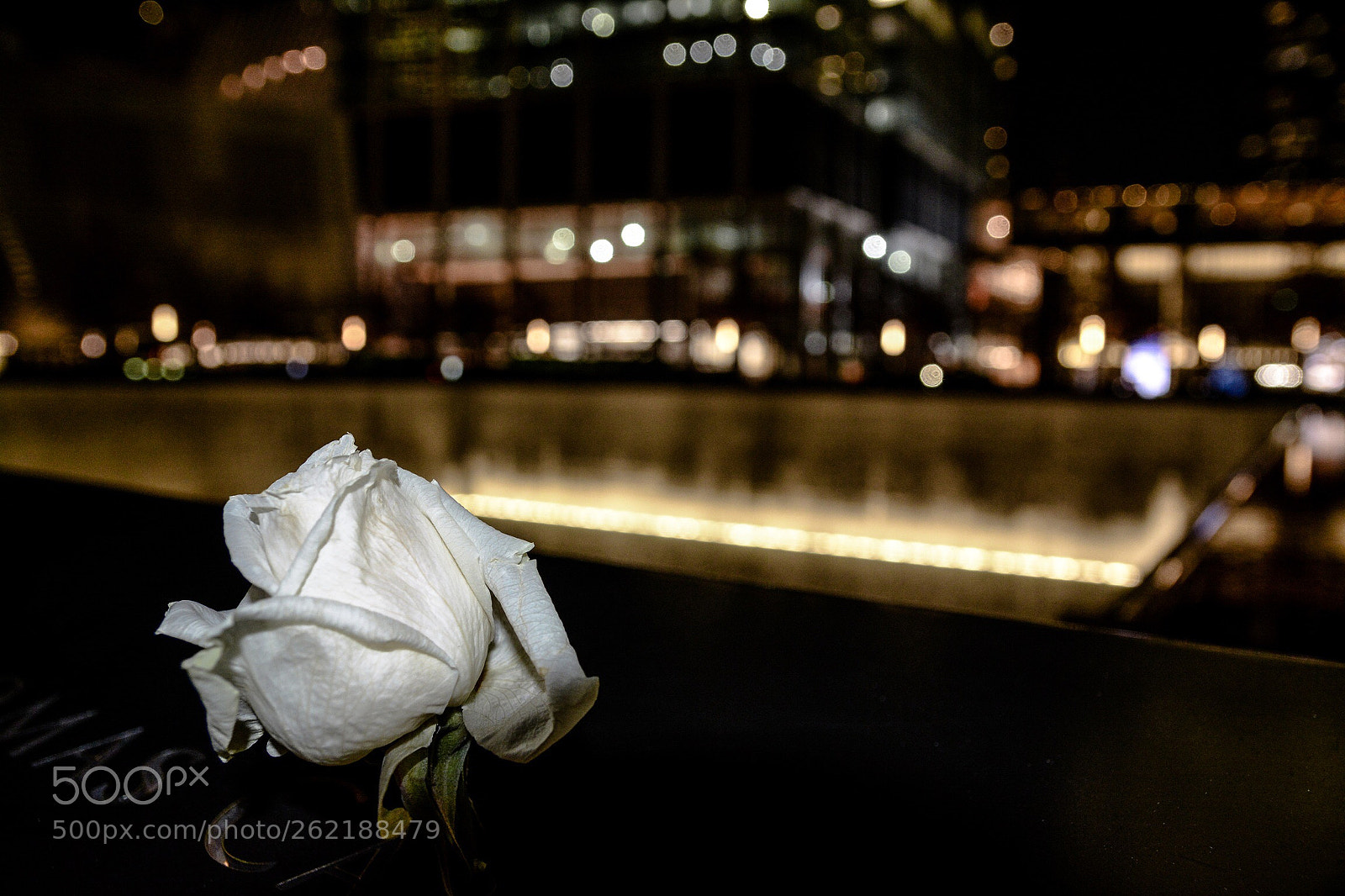 Nikon D7100 sample photo. White rose  photography