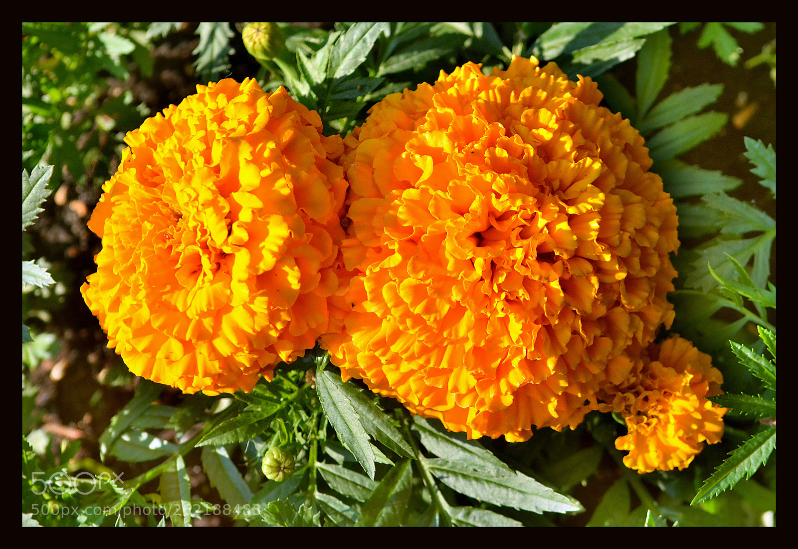 Nikon D7100 sample photo. Flowers photography
