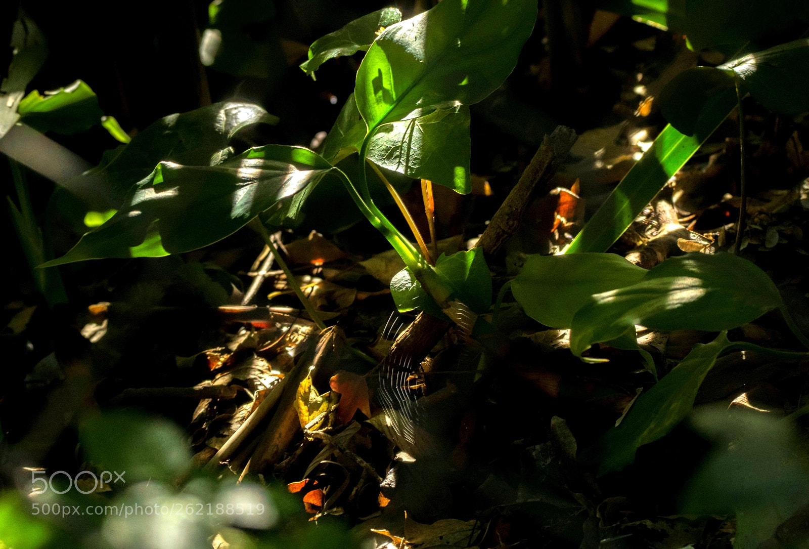 Nikon D3300 sample photo. A por esos detalles... photography