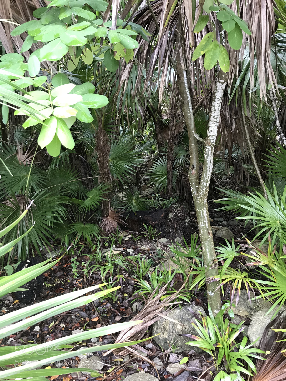 Apple iPhone 7 sample photo. Jungle path photography