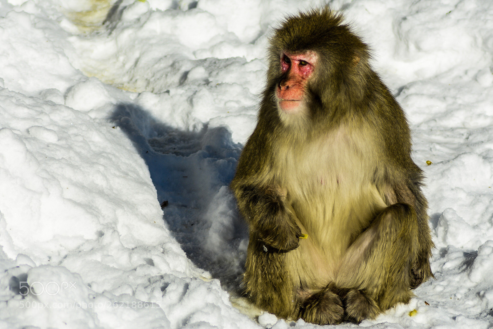 Nikon D7100 sample photo. Snow monkey  photography