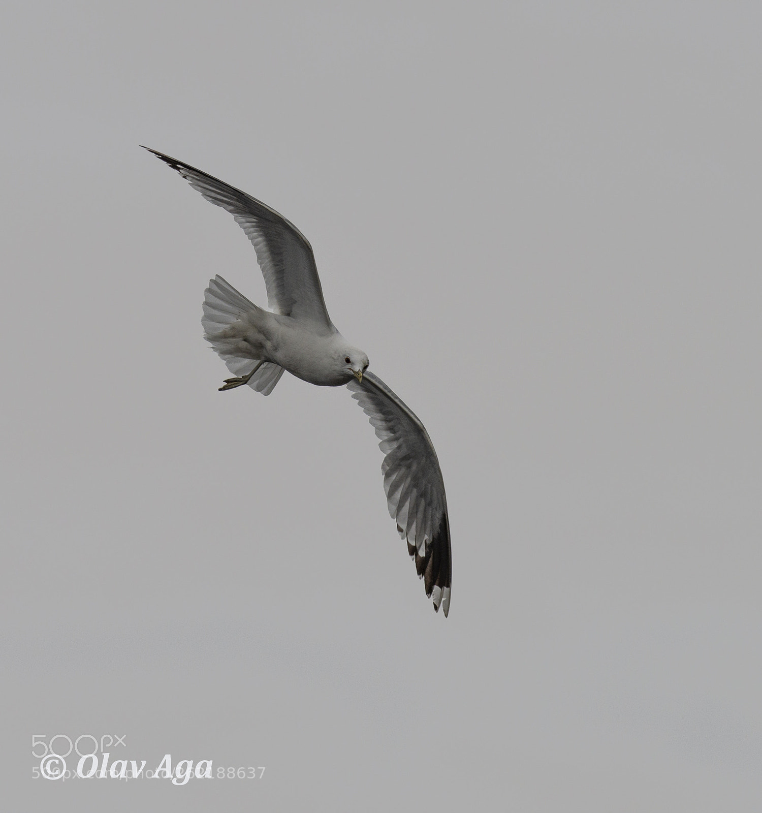 Nikon D800 sample photo. Common gull photography