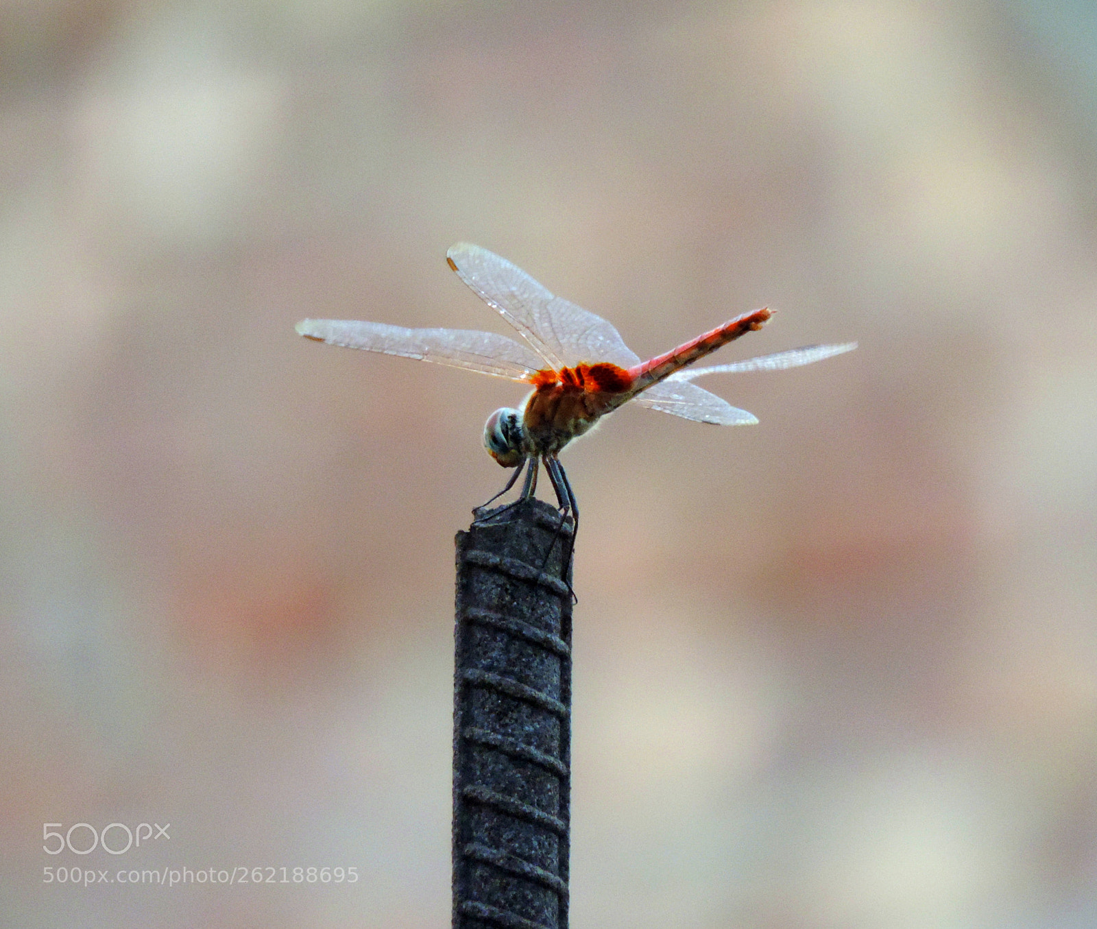 Nikon Coolpix P520 sample photo. Red hot dragonfly photography