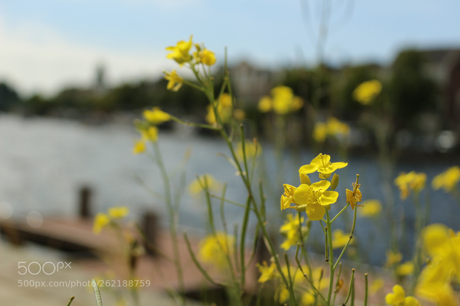 Canon EOS 100D (EOS Rebel SL1 / EOS Kiss X7) sample photo. Haarlem photography
