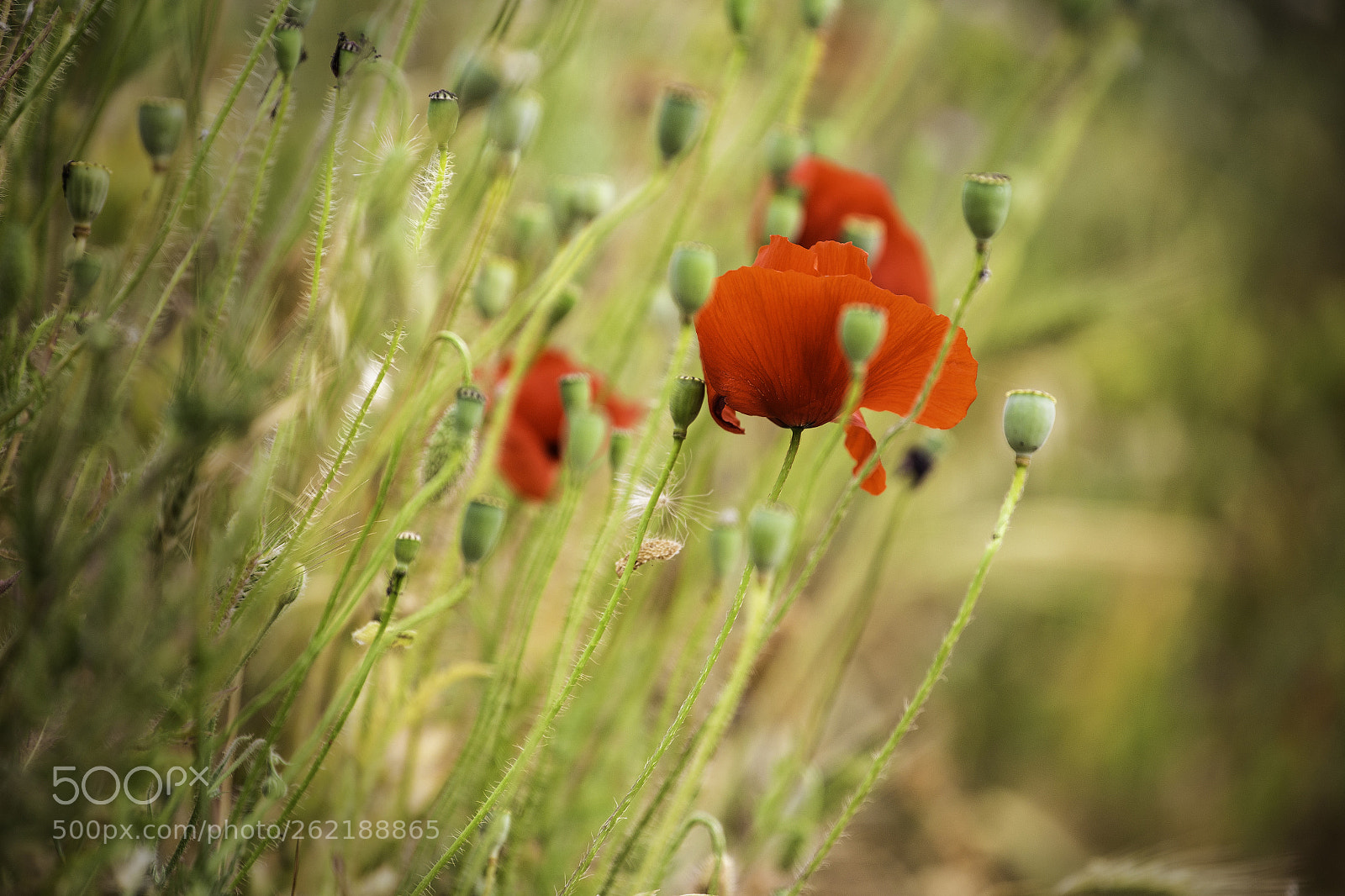 Canon EOS 6D sample photo. Greek poppies photography