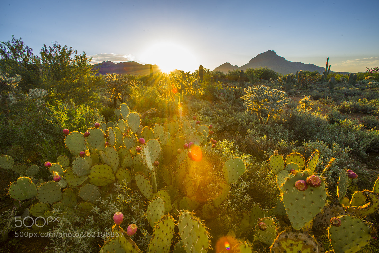 Nikon D600 sample photo. First light in cactus photography