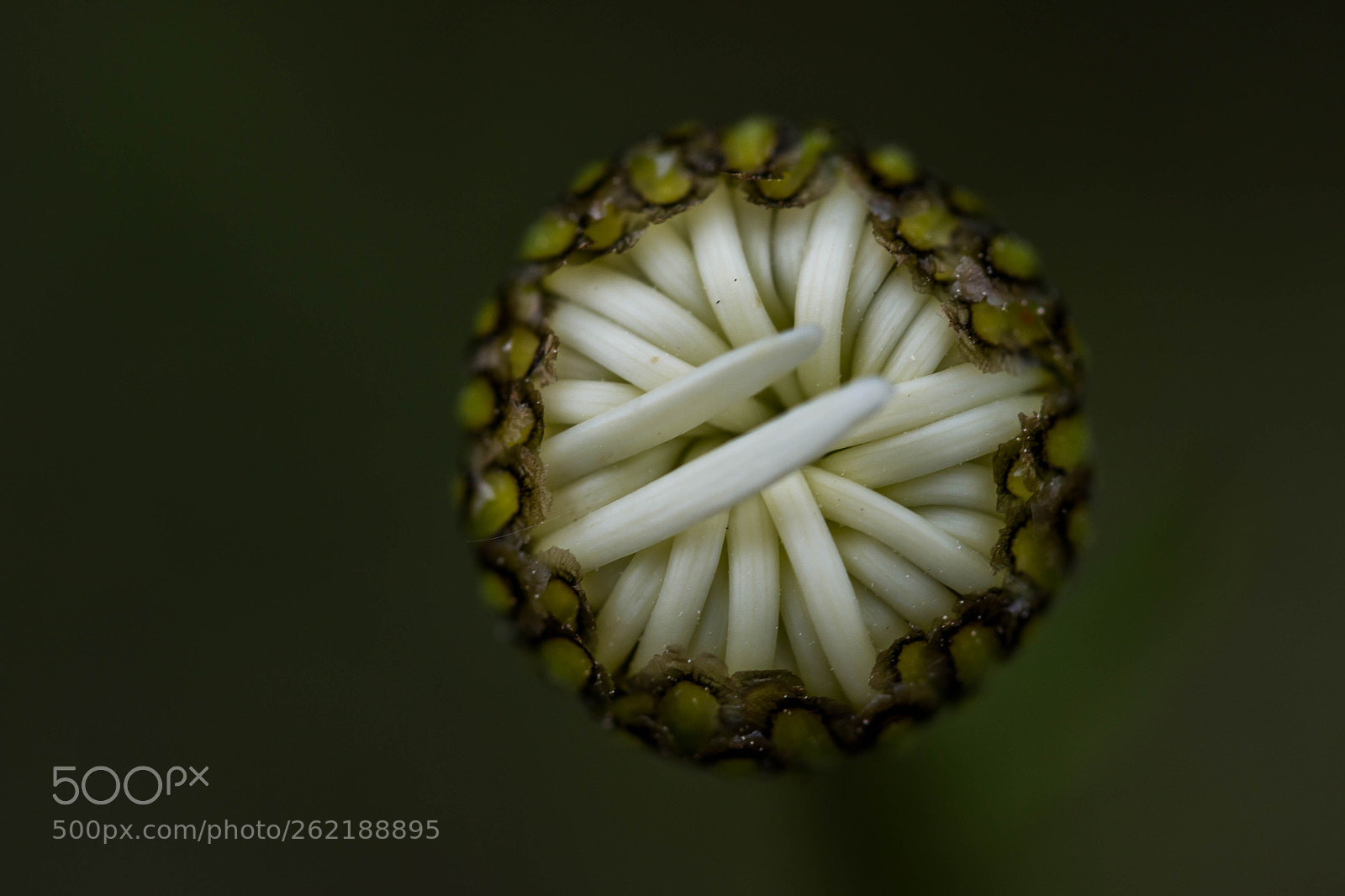 Canon EOS 70D sample photo. Leucanthemum vulgare photography