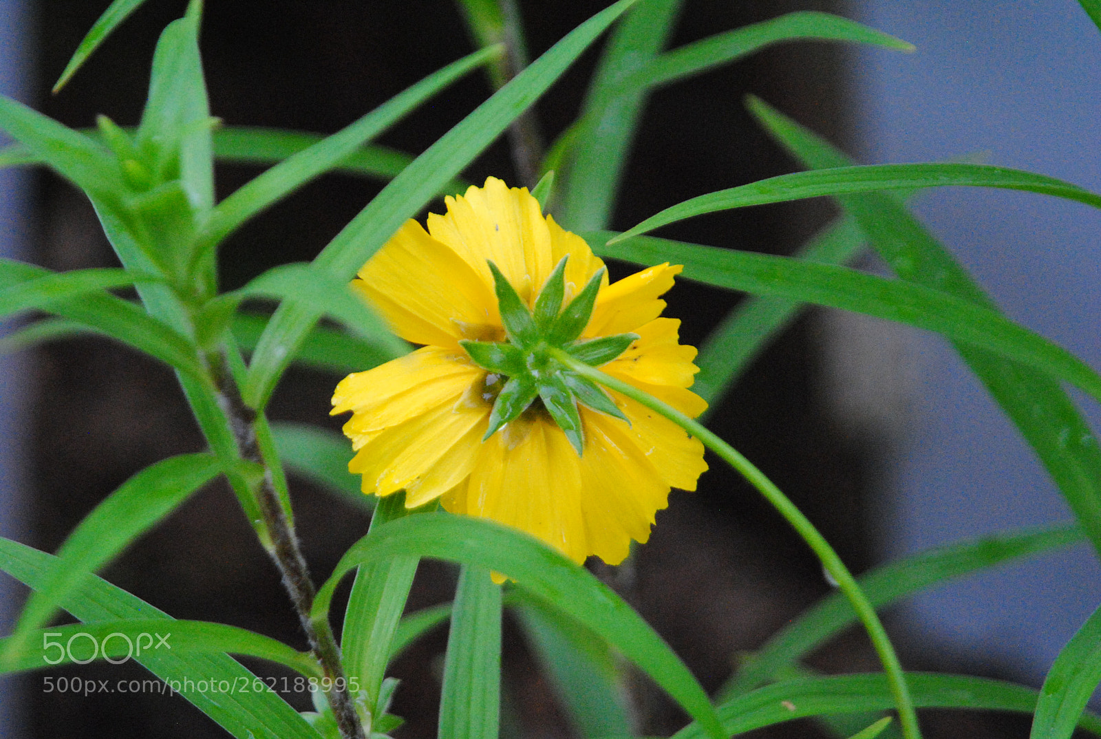 AF Zoom-Nikkor 24-120mm f/3.5-5.6D IF sample photo. Untitled photography