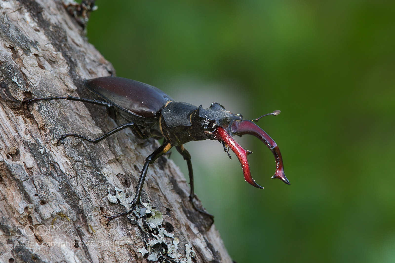 Canon EOS 5D Mark IV sample photo. European stagbeetle photography