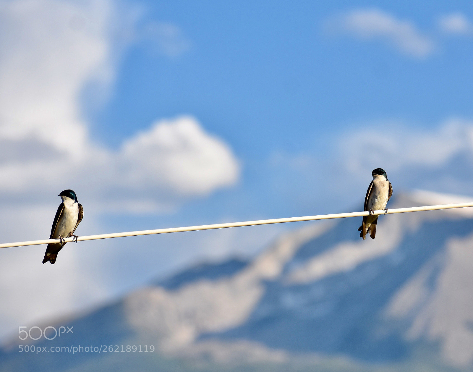 Nikon D3400 sample photo. Tree swallows white hill photography
