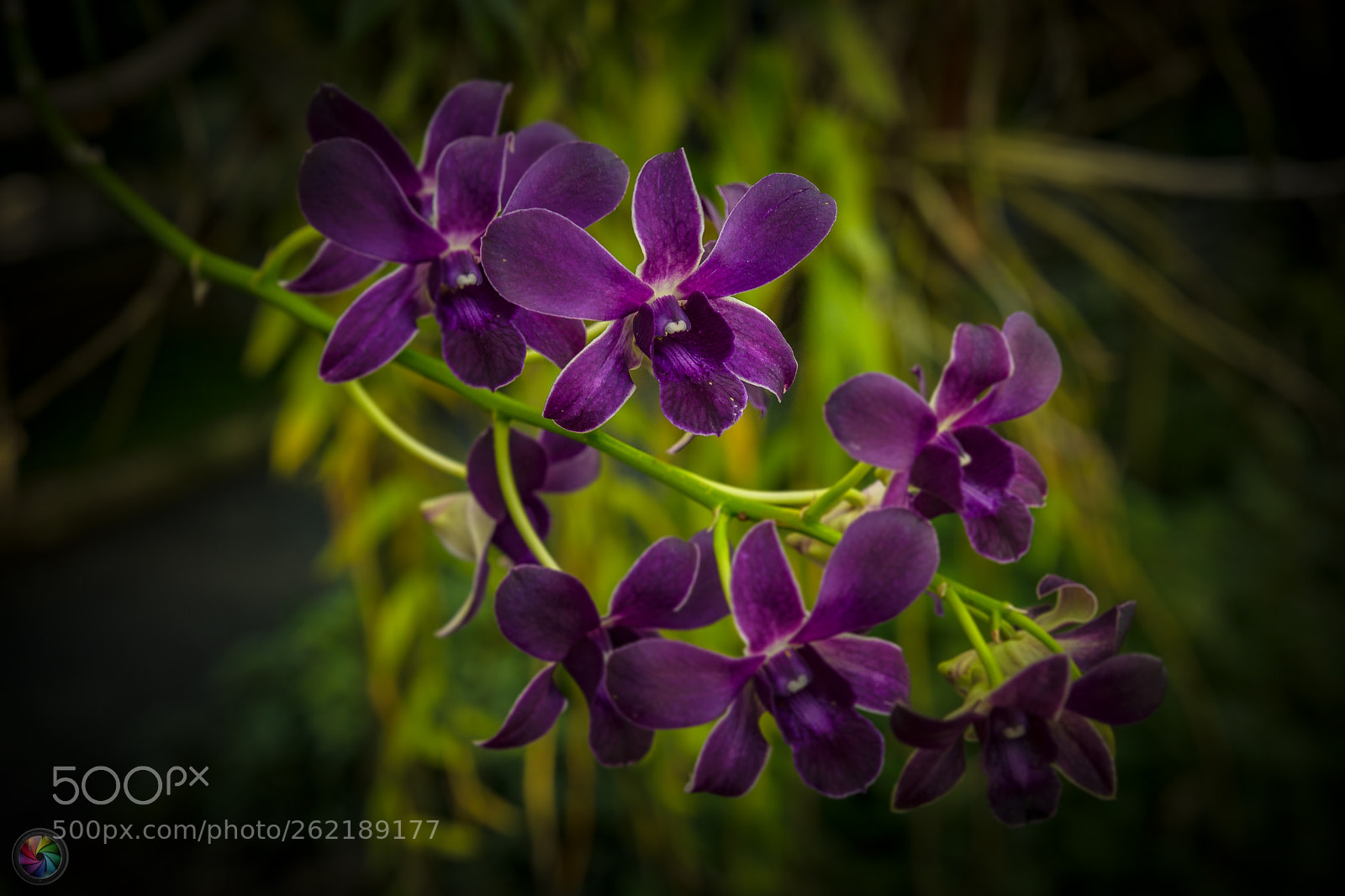 Sony a99 II sample photo. Botanischen gartens st.gallen photography