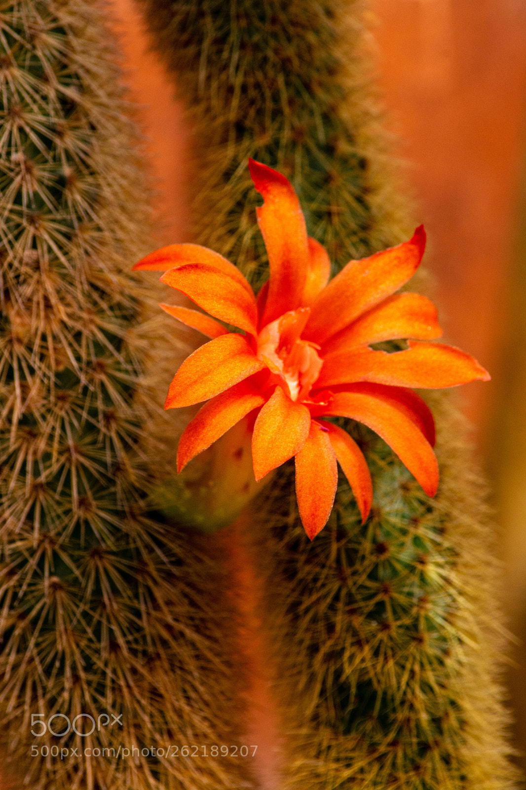 Nikon D5200 sample photo. Cactus flower photography