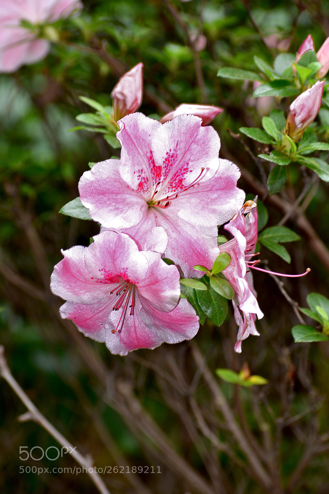Nikon D3400 sample photo. Floral setting` photography