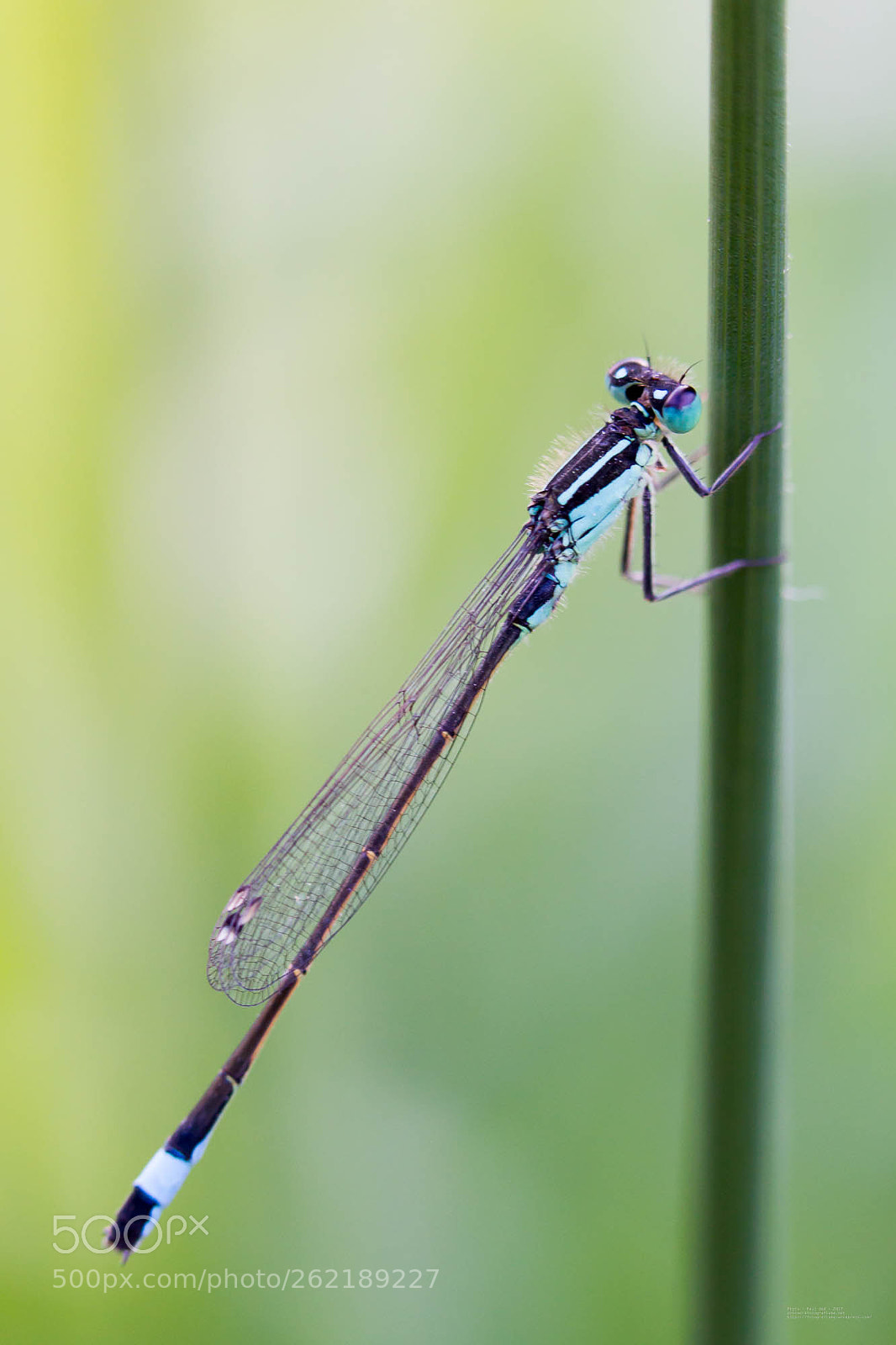Canon EOS-1D Mark IV sample photo. Ma demoiselle photography