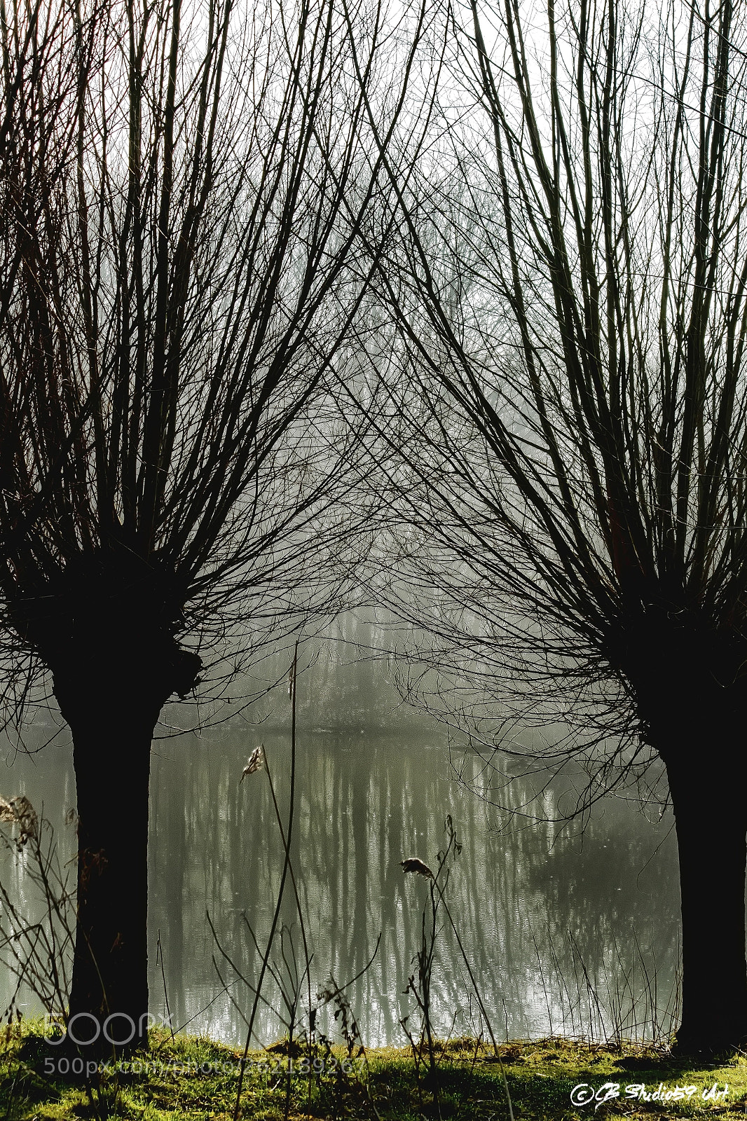 Canon EOS 700D (EOS Rebel T5i / EOS Kiss X7i) sample photo. ''weeping willow'' photography