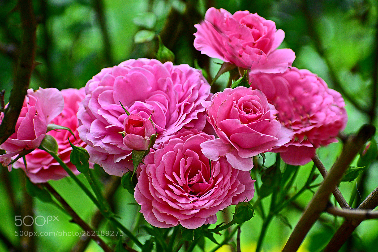 Nikon D3400 sample photo. Roses photography