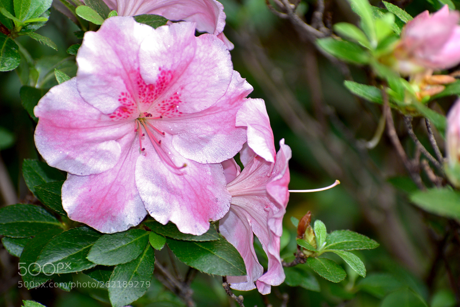 Nikon D3400 sample photo. Pink & white photography
