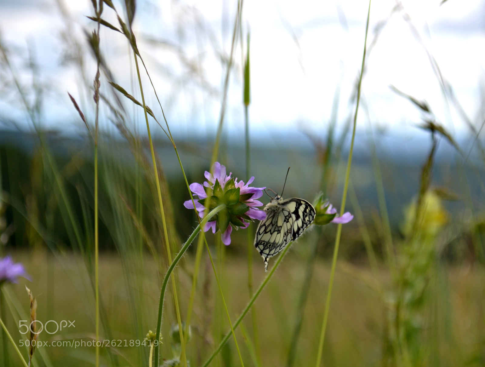 Nikon D3100 sample photo. La vie en suspend photography