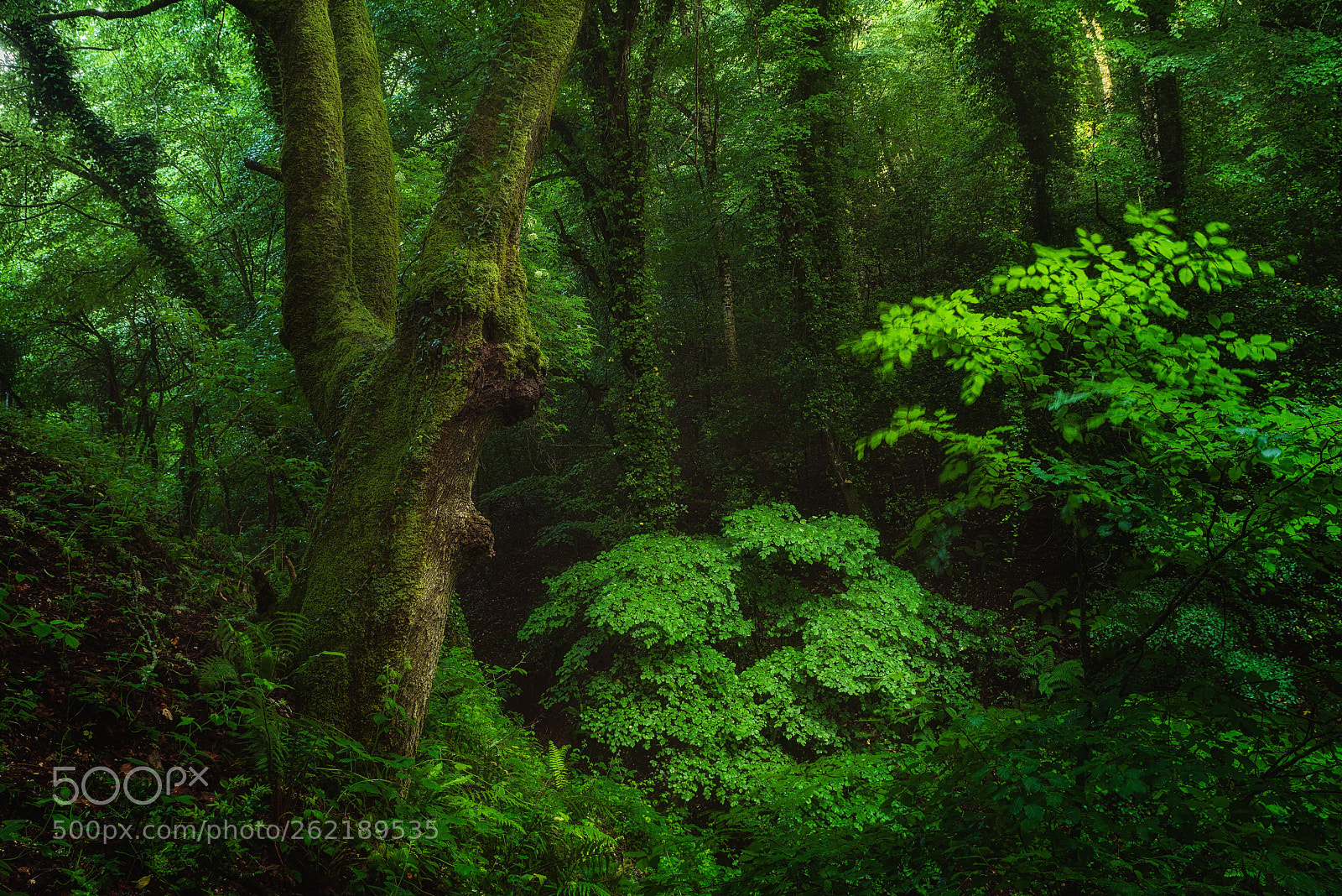 Pentax K-1 sample photo. Foresta umbra, gargano, italy photography