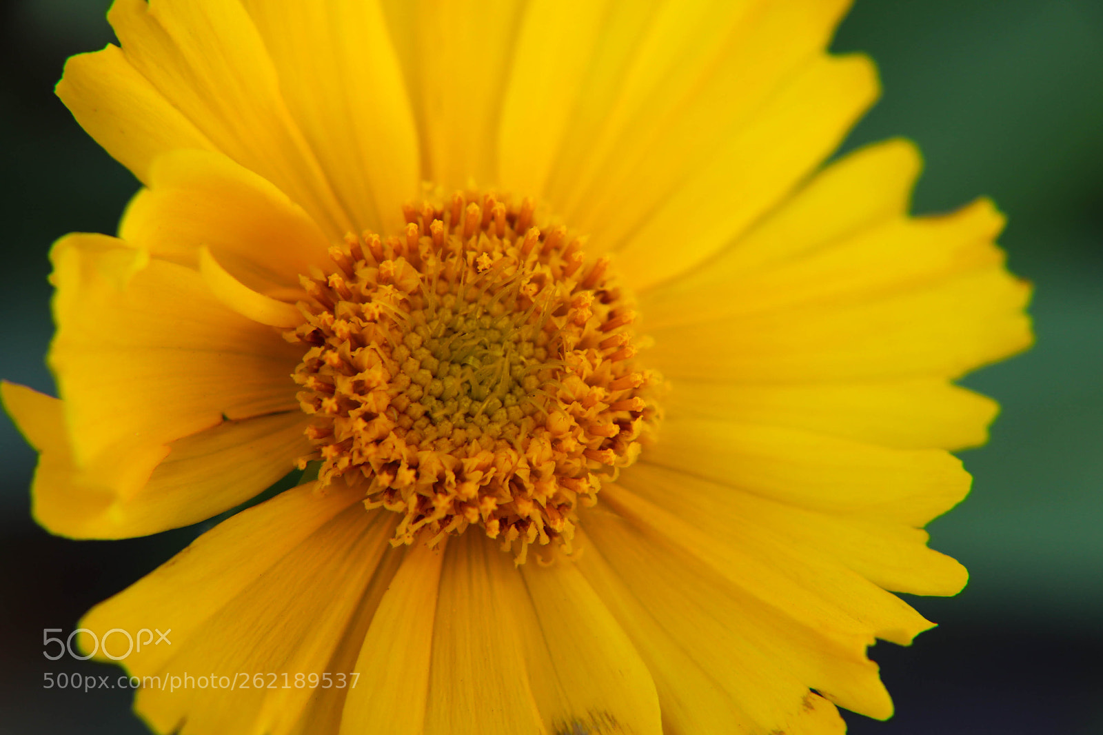 Canon EOS 800D (EOS Rebel T7i / EOS Kiss X9i) sample photo. Sunflower spirals photography