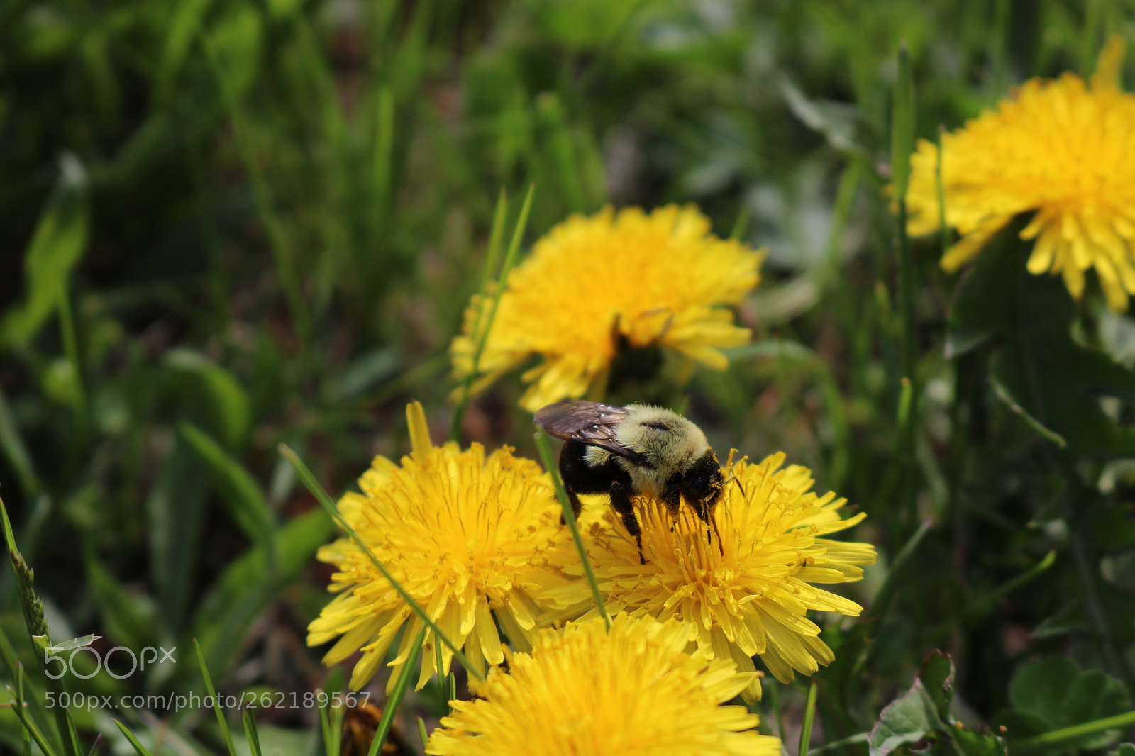 Canon EOS 750D (EOS Rebel T6i / EOS Kiss X8i) sample photo. Bee over flower photography
