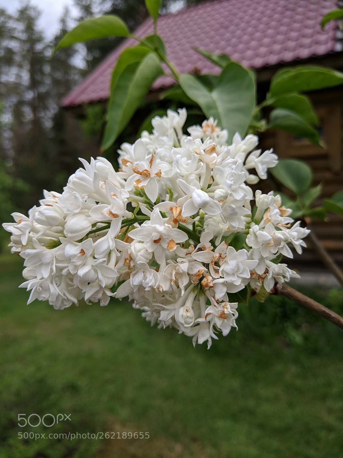 Xiaomi MI 5s sample photo. Flower photography