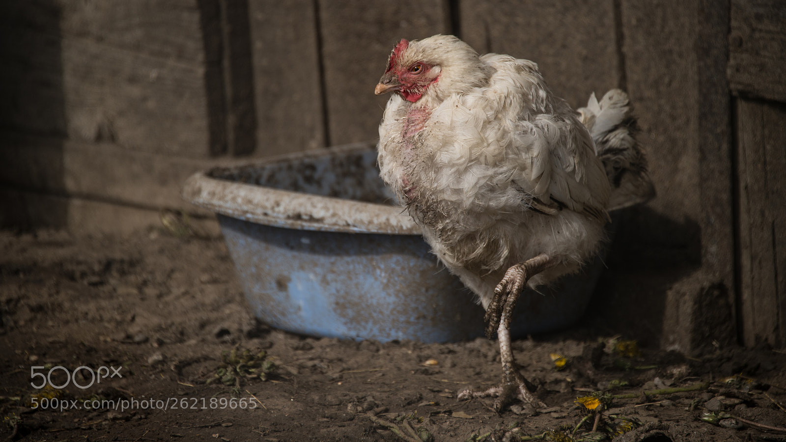 Nikon D4S sample photo. The white hen who photography