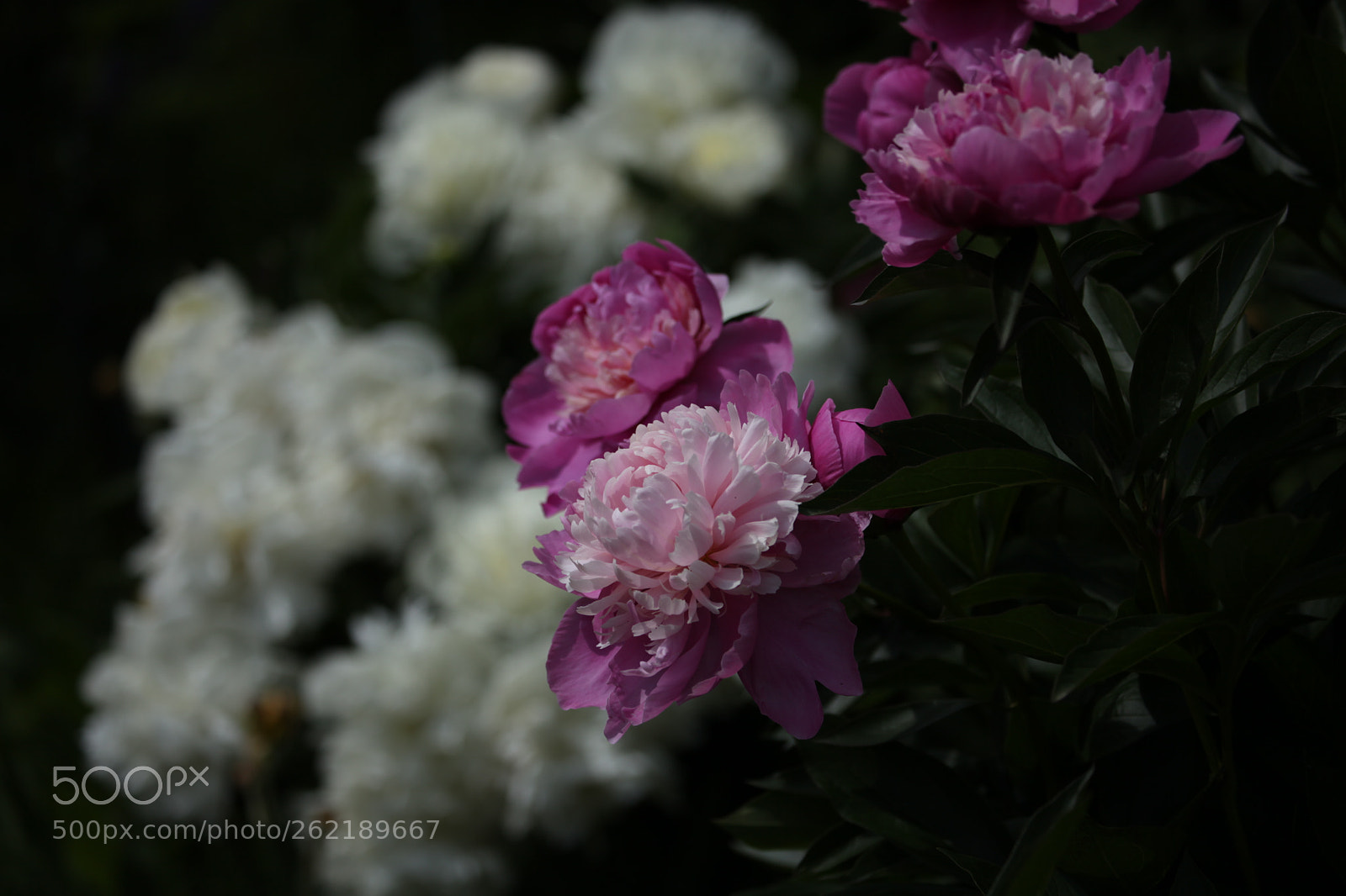 Canon EOS 5D Mark II sample photo. Зeonies photography