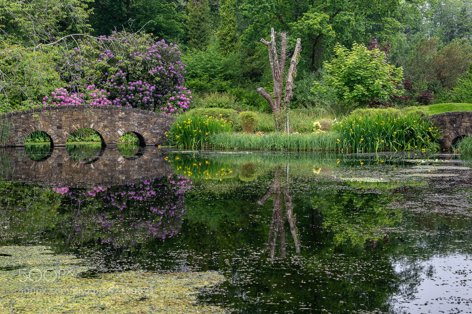 Canon EOS 6D Mark II sample photo. Summer reflections photography