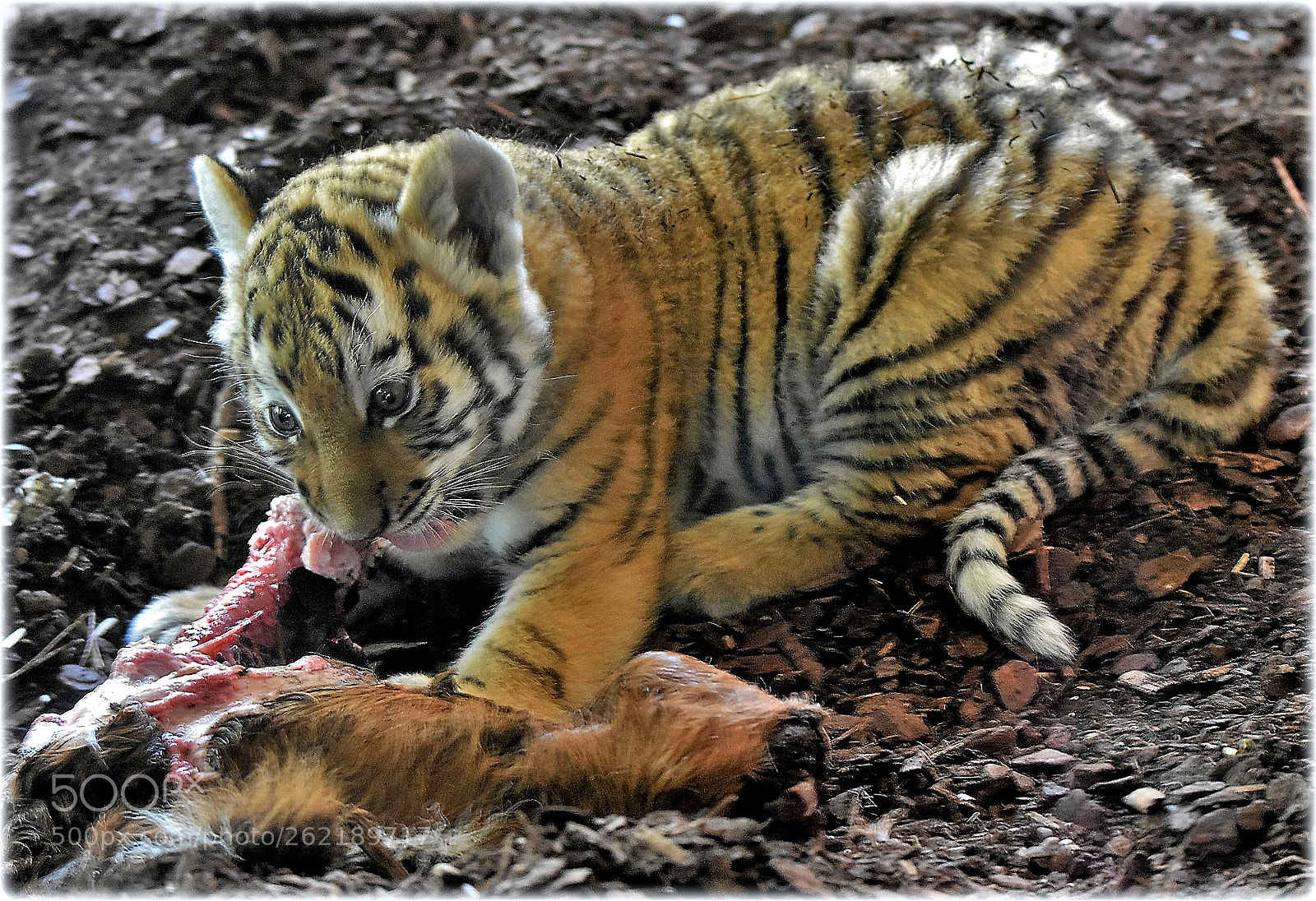 Nikon D7200 sample photo. "baby-tiger meal" photography