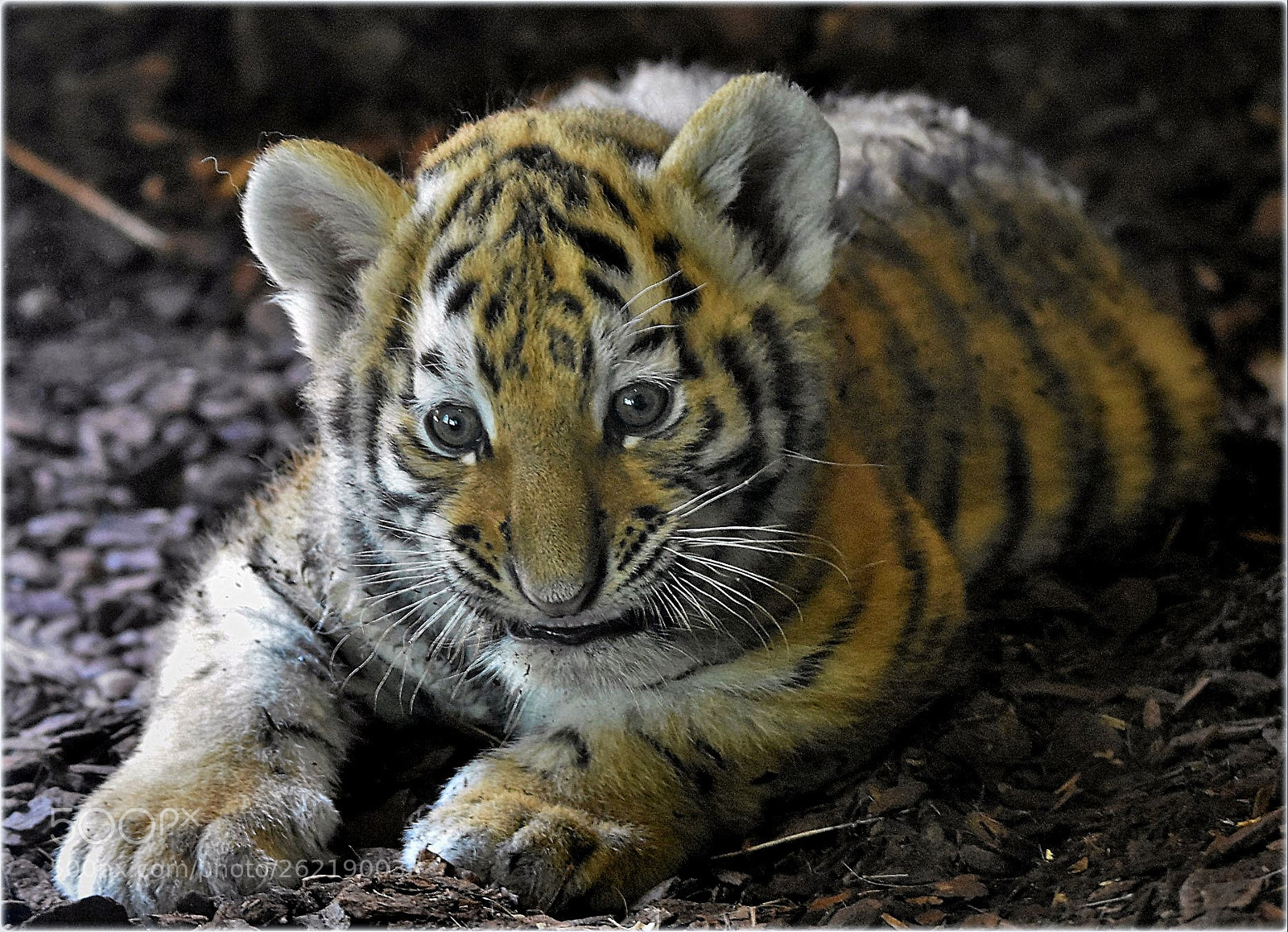 Nikon D7200 sample photo. "baby-tiger" photography