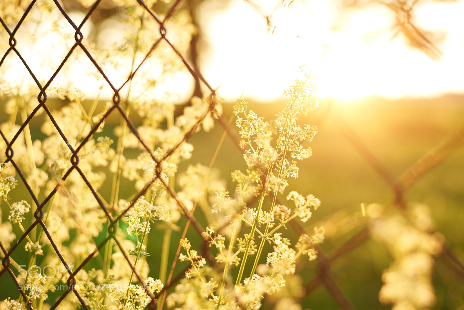 Nikon D750 sample photo. Nature has no limits photography