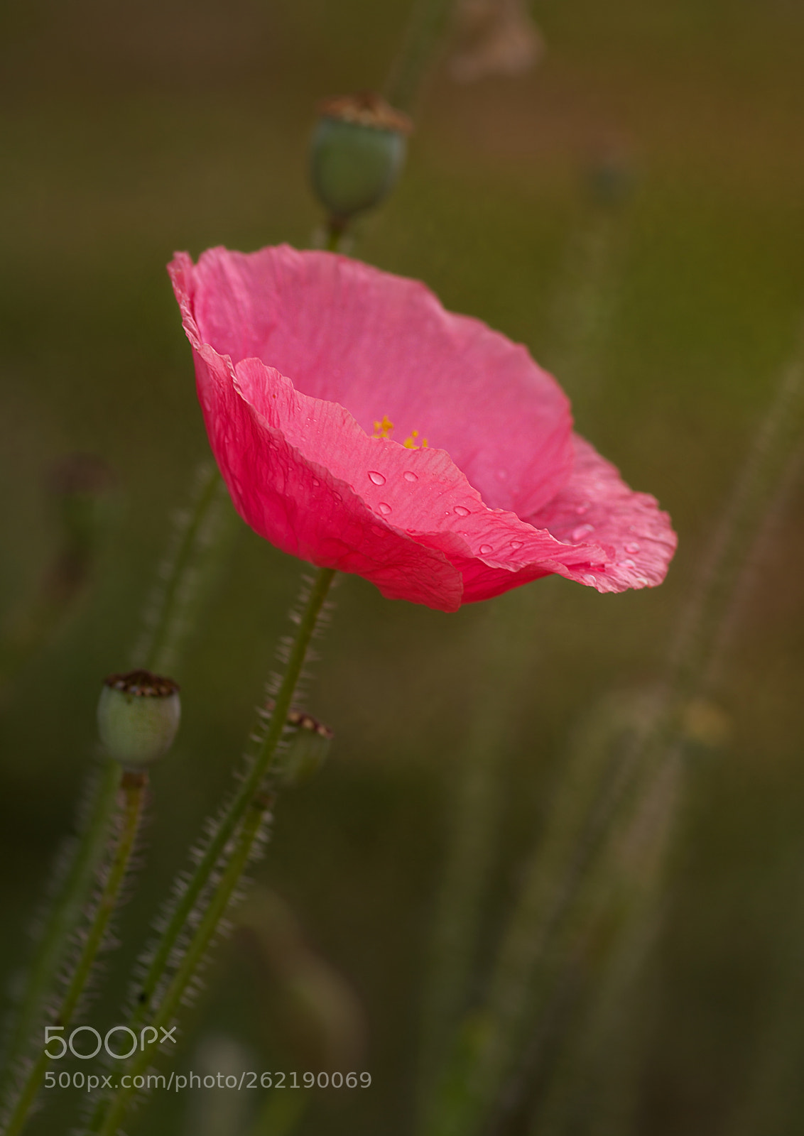 Pentax K-7 sample photo. Lonely poppy photography