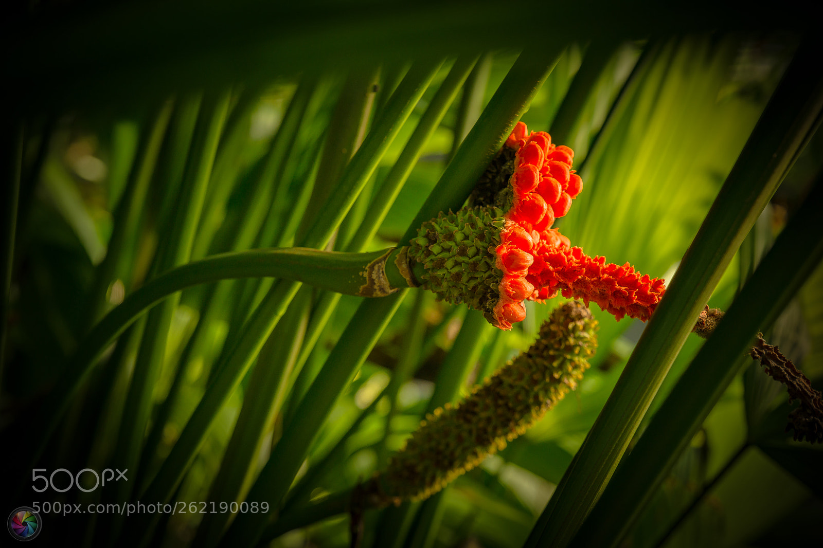 Sony a99 II sample photo. Botanischen gartens st.gallen photography