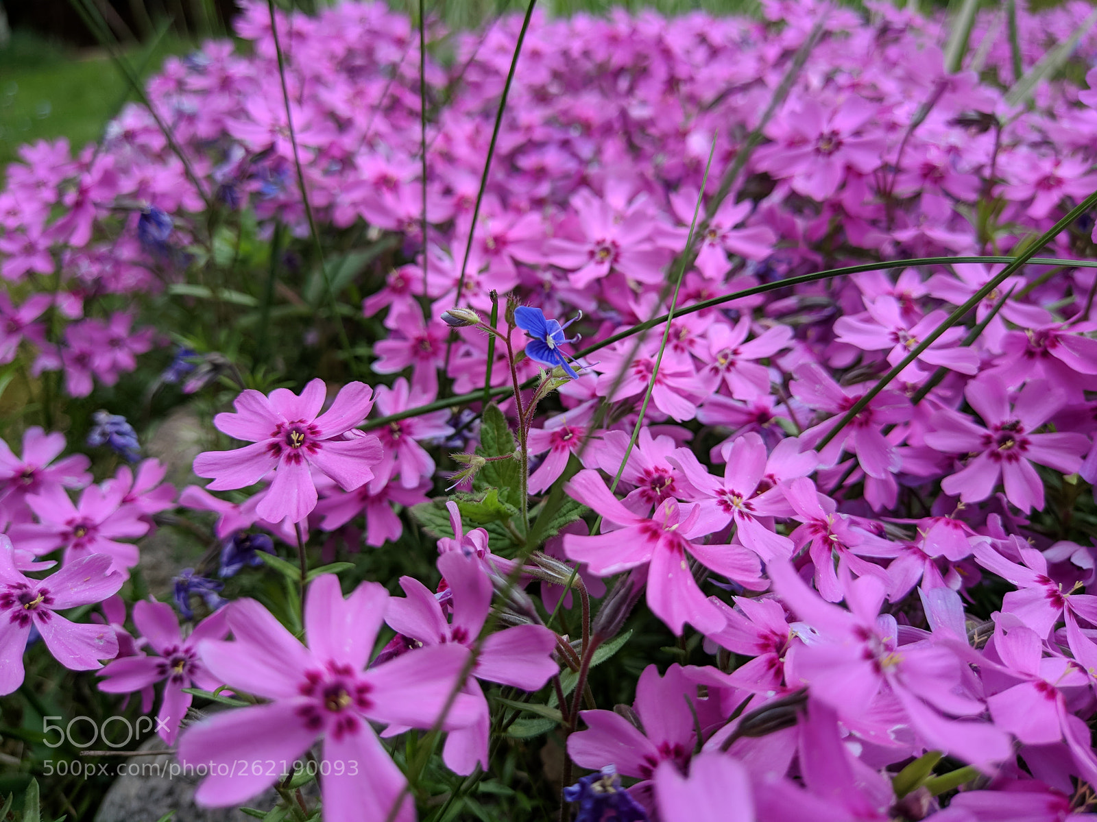 Xiaomi MI 5s sample photo. Flowers photography