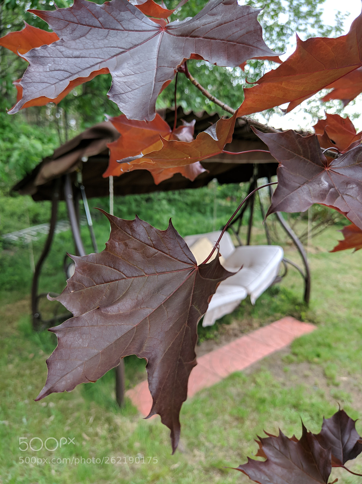 Xiaomi MI 5s sample photo. Maple photography