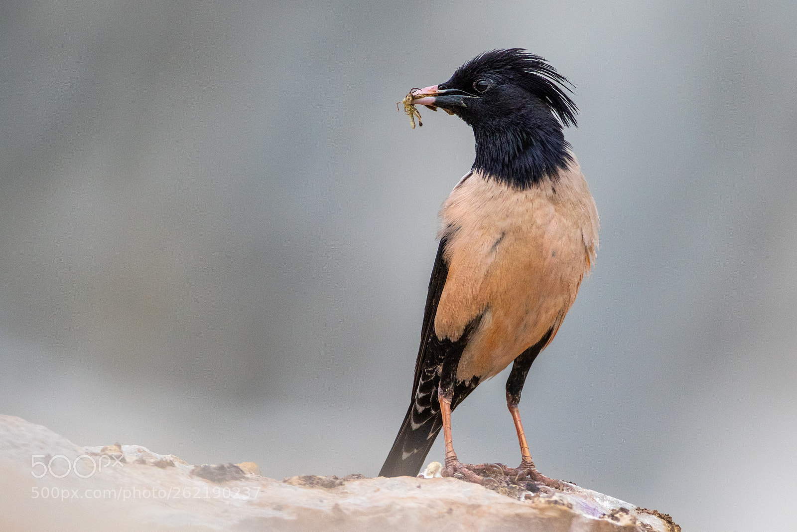 Canon EOS 7D Mark II sample photo. Rosy starling in flight photography