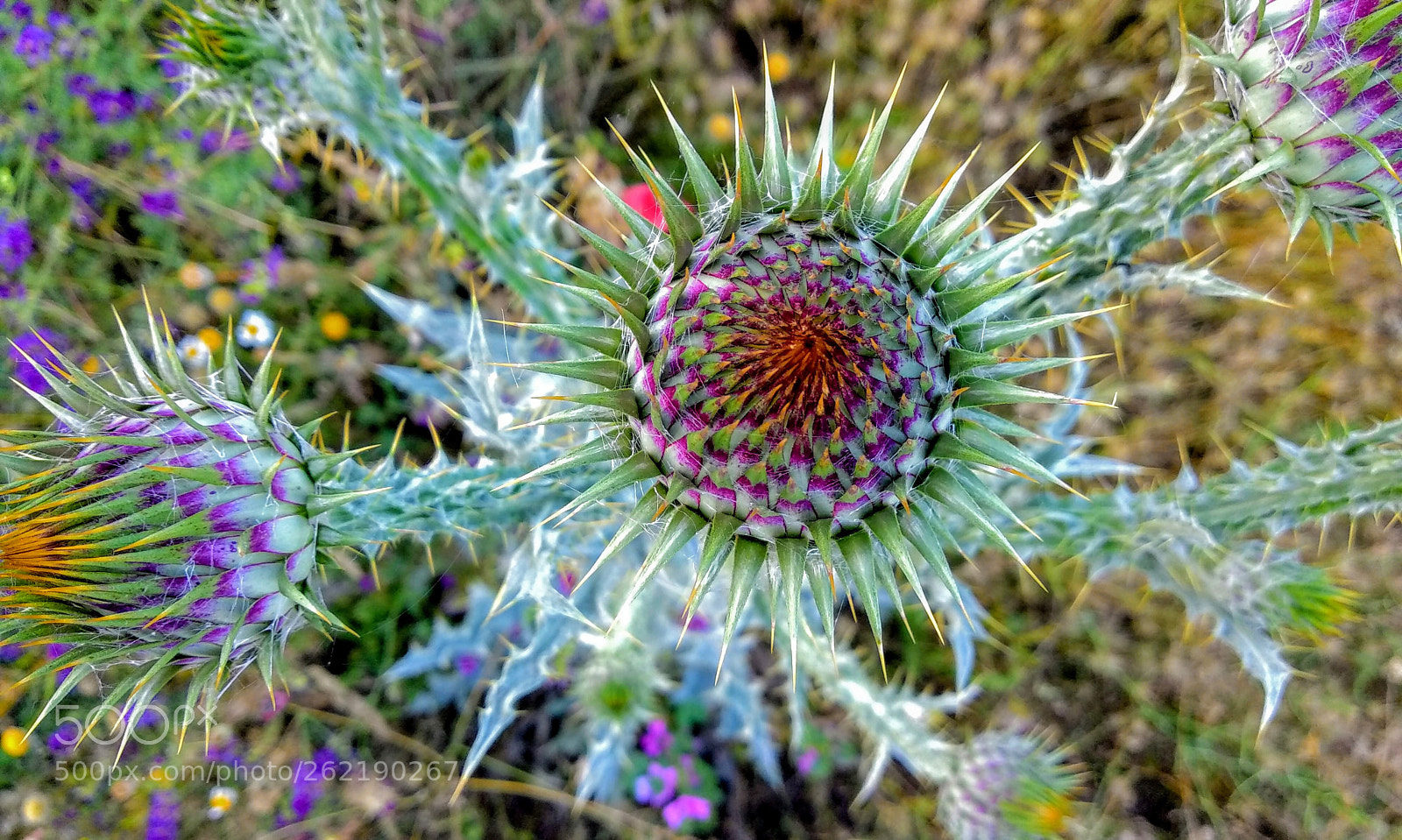 Xiaomi Mi A1 sample photo. Colours photography