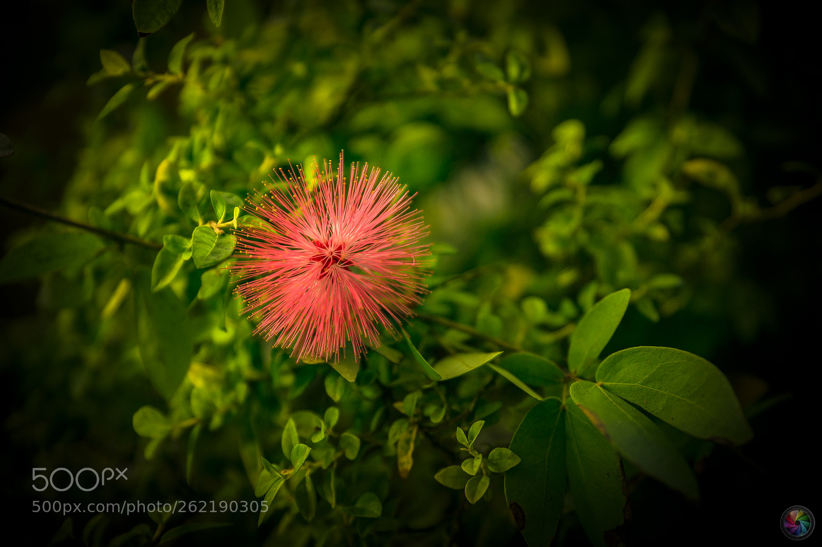 Sony a99 II sample photo. Botanischen gartens st.gallen photography