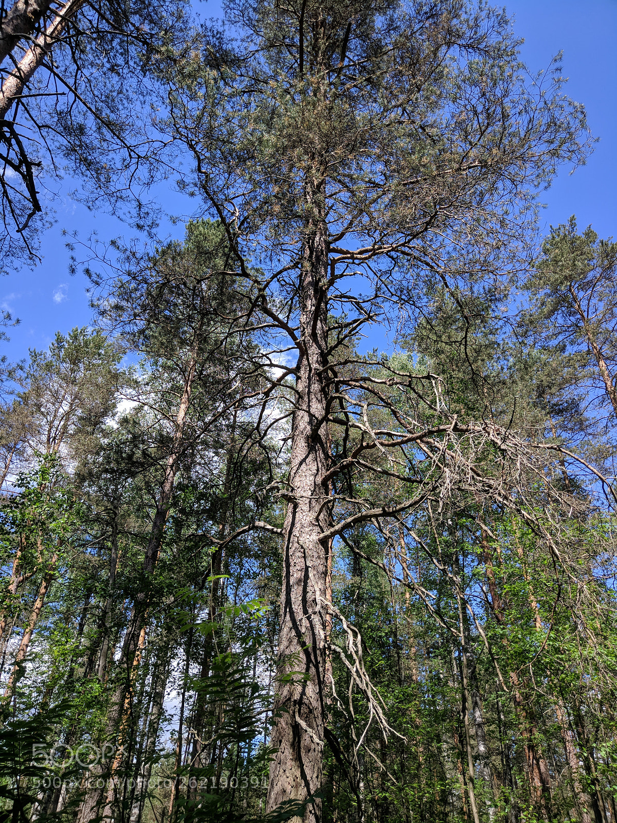 Xiaomi MI 5s sample photo. Forest photography
