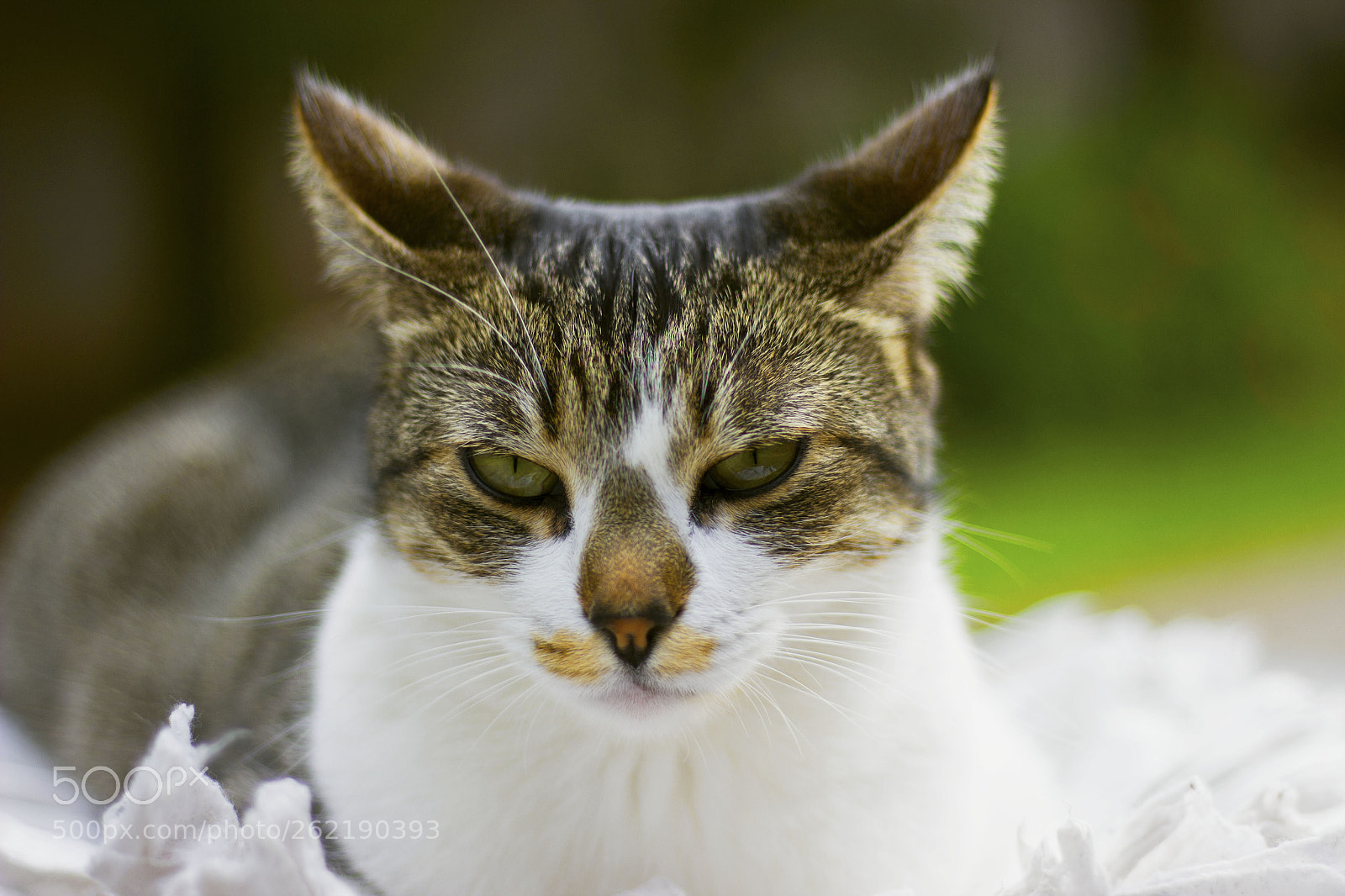 Canon EOS 600D (Rebel EOS T3i / EOS Kiss X5) sample photo. Zika photography