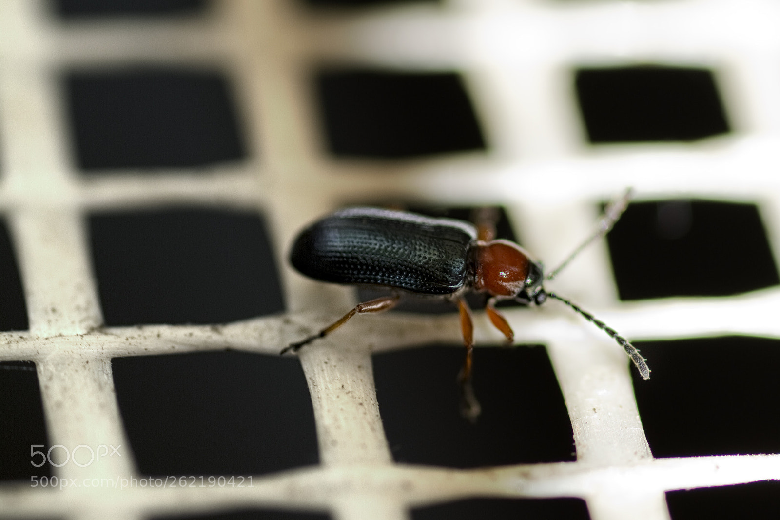 Nikon D5200 sample photo. Small beetle on mosquito-net photography