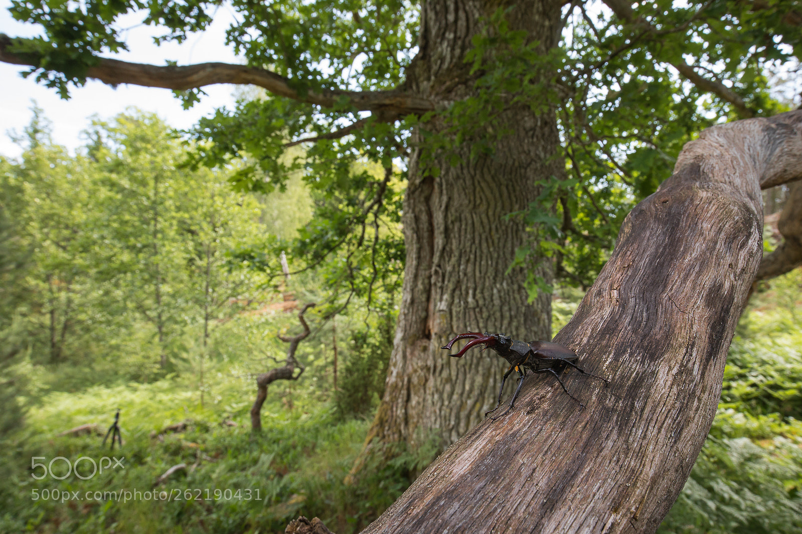 Canon EOS 5D Mark IV sample photo. European stagbeetle in habitat photography