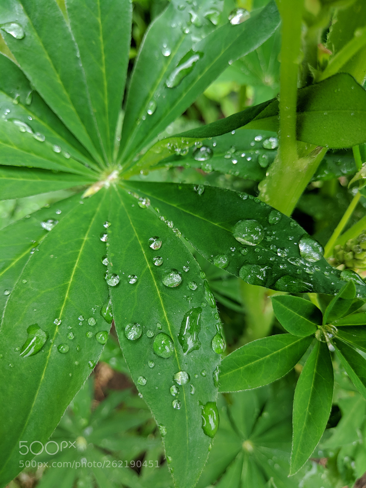Xiaomi MI 5s sample photo. Dew photography