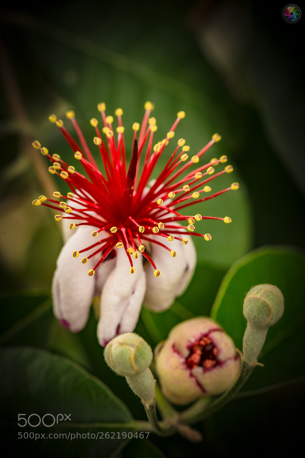 Sony a99 II sample photo. Botanischen gartens st.gallen photography