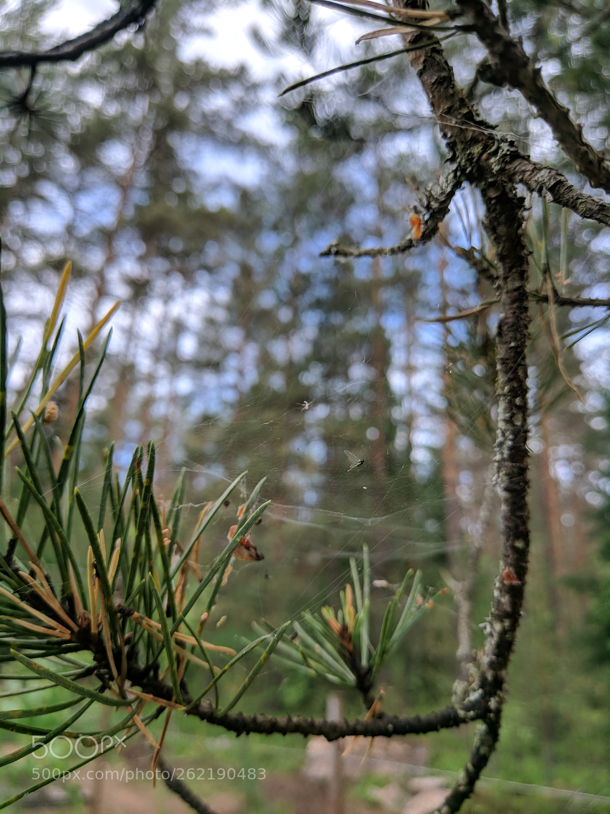 Xiaomi MI 5s sample photo. Spiderweb photography